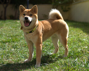 Shiba Inu dog