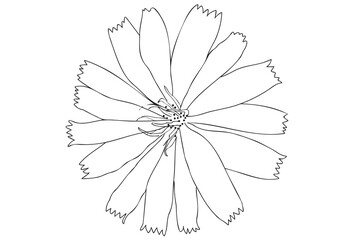 Black and white flower, line art, outline flower illustration, Floral drawing with black thin contour line isolated on white background.