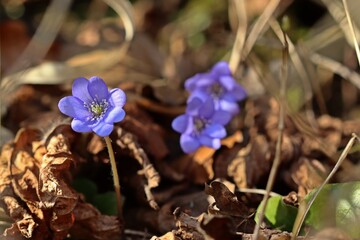 Leberblümchen (Hepatica nobilis).