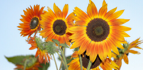 Obraz premium Yellow Red Sunflowers Blue Sky 