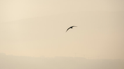 mouette en vol au dessus du lac de Genève
