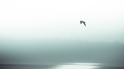mouette en vol au dessus du lac de Genève