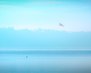 Fototapeta na wymiar mouette en vol au dessus du lac de Genève