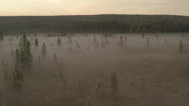 Thick fog surrounds woodland at sunset Aerial shot 