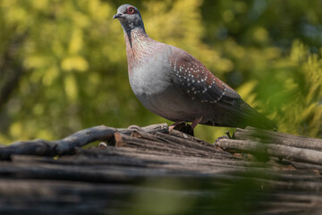 Speckled Pigeon on top of a wooden car shelter. with a green background.