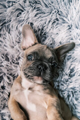Portrait of a French bulldog puppy on a furry gray background