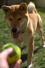 Shiba Inu god playing with a ball