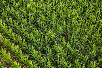 Top view on a cornfield. abstract texture of agricultural plantation