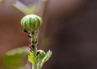 A group of Uroleucon insect on a flower