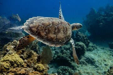 Meeresschildkröte mit karibischem korallen Riff im Hintergrund