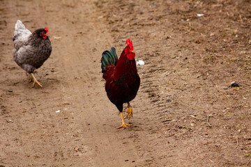 Der hahn und weg und die henne hinterher