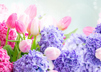 Hyacinth fresh flowers