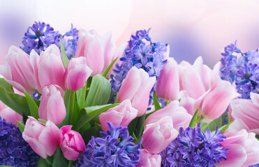 hyacinths and tulips - obrazy, fototapety, plakaty