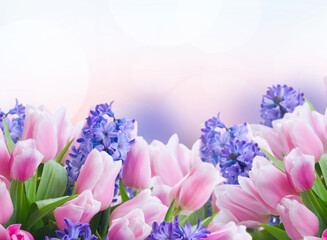 Fototapeta na wymiar hyacinths and tulips