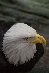 american bald eagle