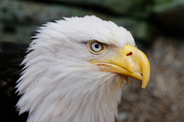  bald eagle portret © Urszula