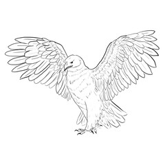 eagle
Black and white illustration of an eagle. A beautiful eagle with outstretched wings.  Eagles For Logo, Tattoo Or Heraldic Design. Idea for illustrating books.