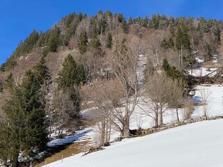 Picturesque canopies of alpine trees in a typical winter atmosphere after heavy snowfall over the Obertoggenburg alpine valley and in the Swiss Alps - Alt St. Johann, Switzerland (Schweiz)