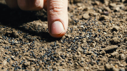 close up of hand planting corn seed into the ground