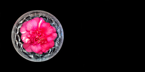 rote Camelia in einer Schale auf schwarzem Hintergrund