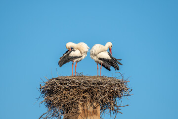 White stork (Ciconia ciconia) couple in love parade in spring.