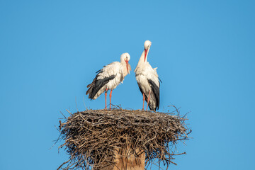 White stork (Ciconia ciconia) couple in love parade in spring.