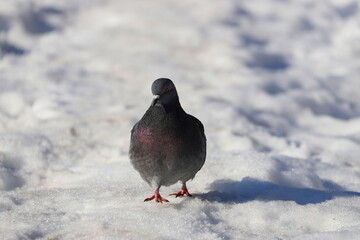 silhouette of a pigeon in spring against a background of white snow on a sunny day in spring