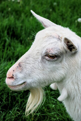 White goat in the meadow
