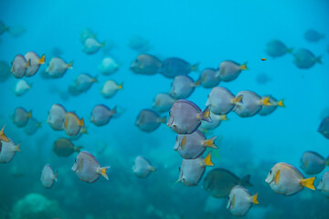 Fototapeta na wymiar blauer Segelflossendoktorfisch in großem Fischschwarm an karibischem Riff