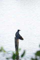 BIRDS OF KERALA-INDIA