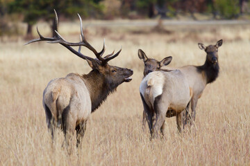 Elk of The Colorado Rocky Mountains. Bull Elk watching over his harem.