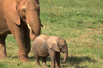 Elephant caring for its calf.jpg