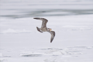 seagull with a piece of bread in it's beak flies over a frozen river