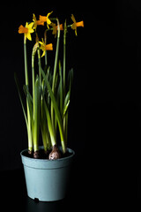 Growing flowers at home. Pot with daffodils on a black background. Spring gardening.