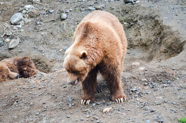 Spectacular grizzly bears resting in holes of soil dug by them in zoo in Alaska, USA, United States...