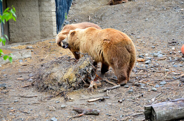 Spectacular grizzly bears walking in a huge cage with soil and vegetation in zoo in Alaska, USA,...