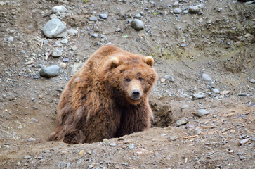 Spectacular grizzly bear resting in holes of soil dug by them in zoo in Alaska, USA, United States...