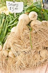 front view, close up of the root end and white bulb of a group of green onions, for sale at tropical farmers market