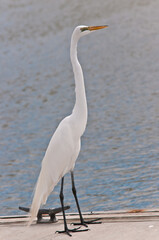 front view, close distance of a great egret standing on a wood dock in a tropical marina on a sunny, tropical, winter day