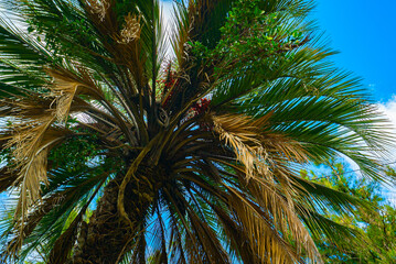 Fototapeta na wymiar Crowns of exotic palm trees in the park