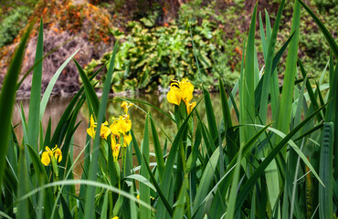 yellow iris flowers in the park