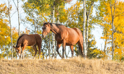 A female quarter horse and her young foal walking in a field. Taken in Alberta, Canada