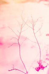 Retro-style warm pastel-toned nature backdrop with two dried wild plants on the snow
