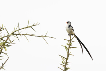A pin-tailed whydah (Vidua macroura) perched in a tree.