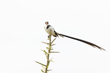 A pin-tailed whydah (Vidua macroura) perched in a tree.