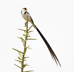A pin-tailed whydah (Vidua macroura) perched in a tree.