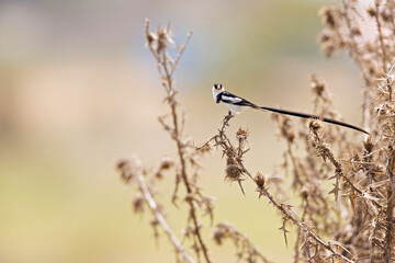 A pin-tailed whydah (Vidua macroura) perched in a bush.