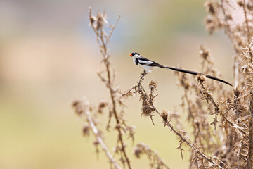 A pin-tailed whydah (Vidua macroura) perched in a bush.