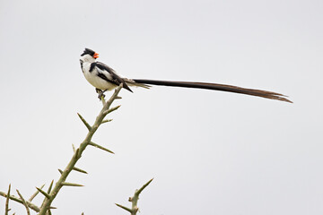 A pin-tailed whydah (Vidua macroura) perched in a tree.