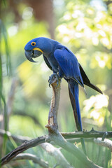 great blue macaw is perched on a tree limb on a sunny day in the rainforest